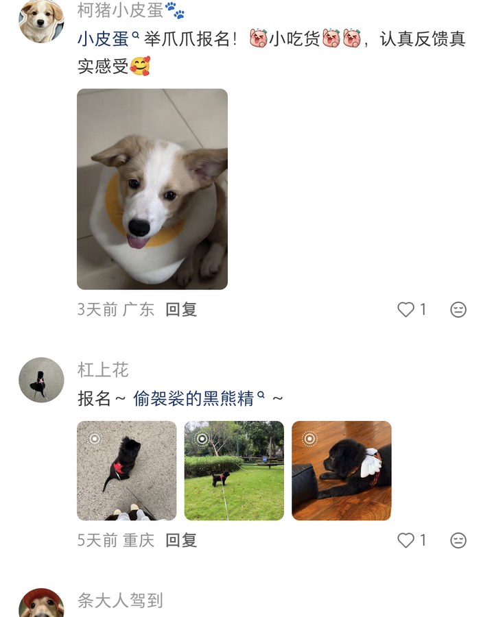 评论区实况：铲屎官们排队报名