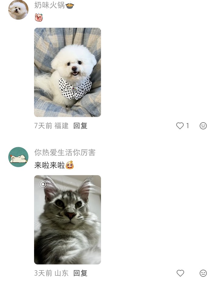 评论区实况：老狗和猫咪的家常故事