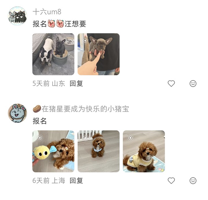 评论区实况：法斗泰迪家长留言