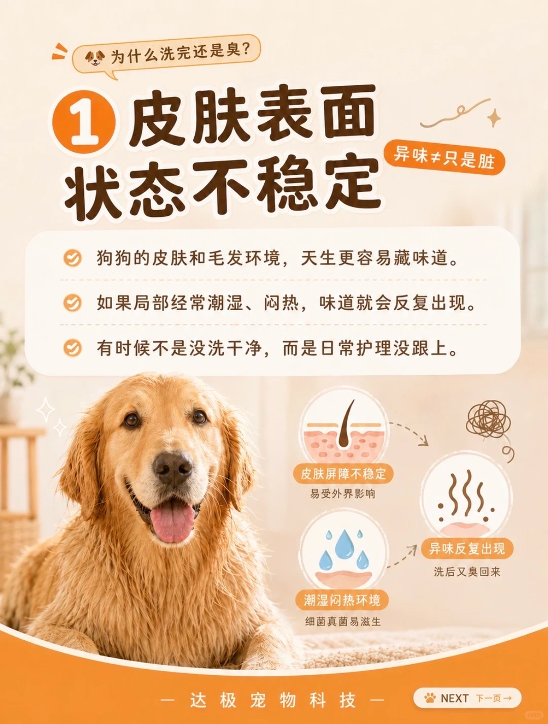 厚毛犬种的护理需要更多关注