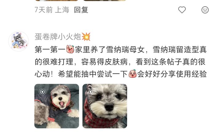 精选留言实拍：蛋卷牌小火炮——雪纳瑞母女容易皮肤病，很心动