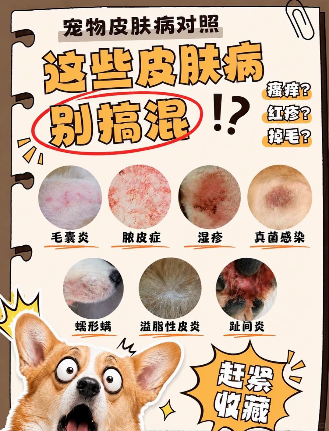 宠物皮肤病对照总图