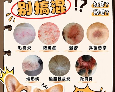 宠物皮肤病对照表
